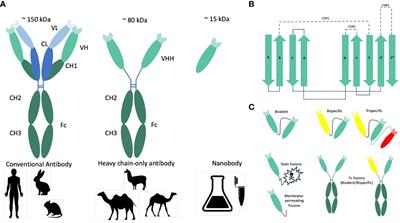 Single domain antibodies from camelids in the treatment of microbial infections